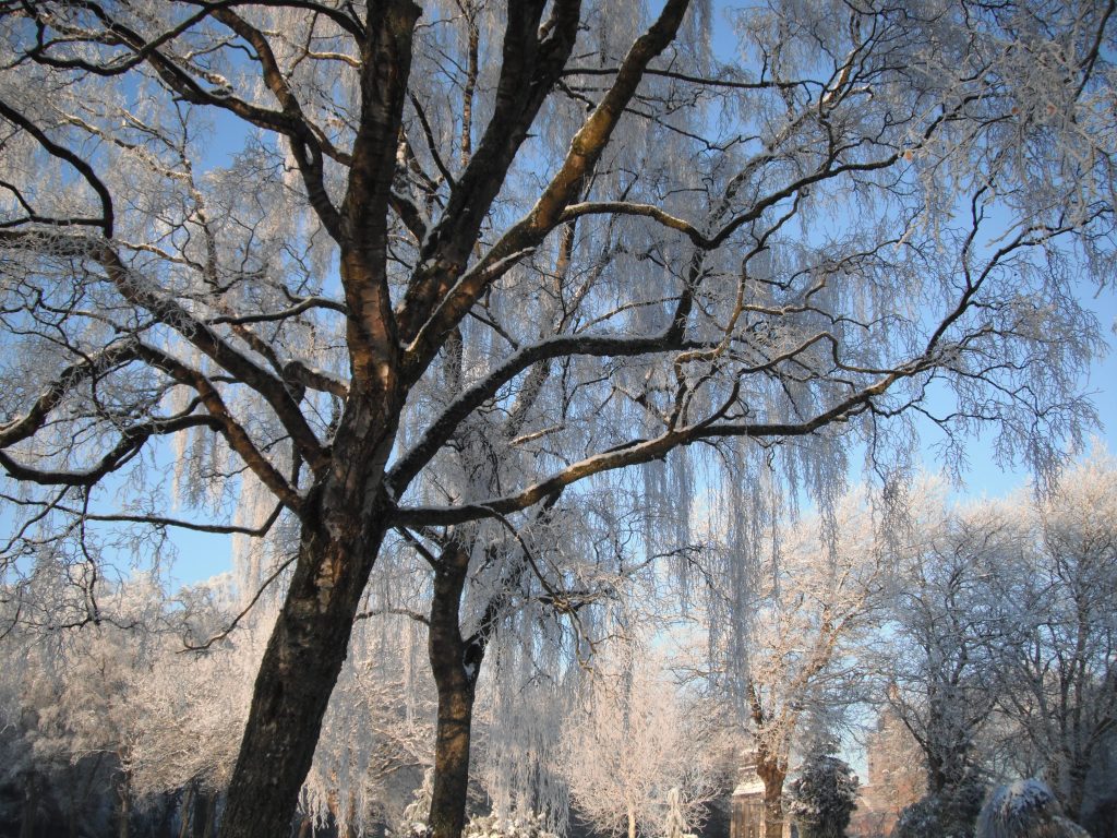 Trees, Christie Park, Alexandria, Scotland