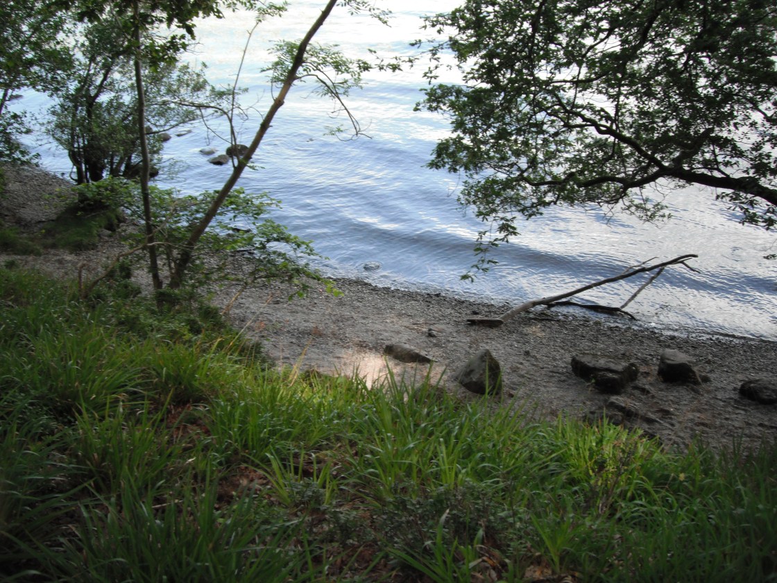 bluebells and beach