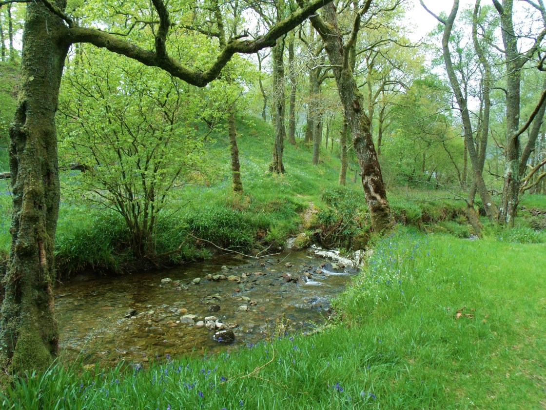 North of Rowardennan Lodge