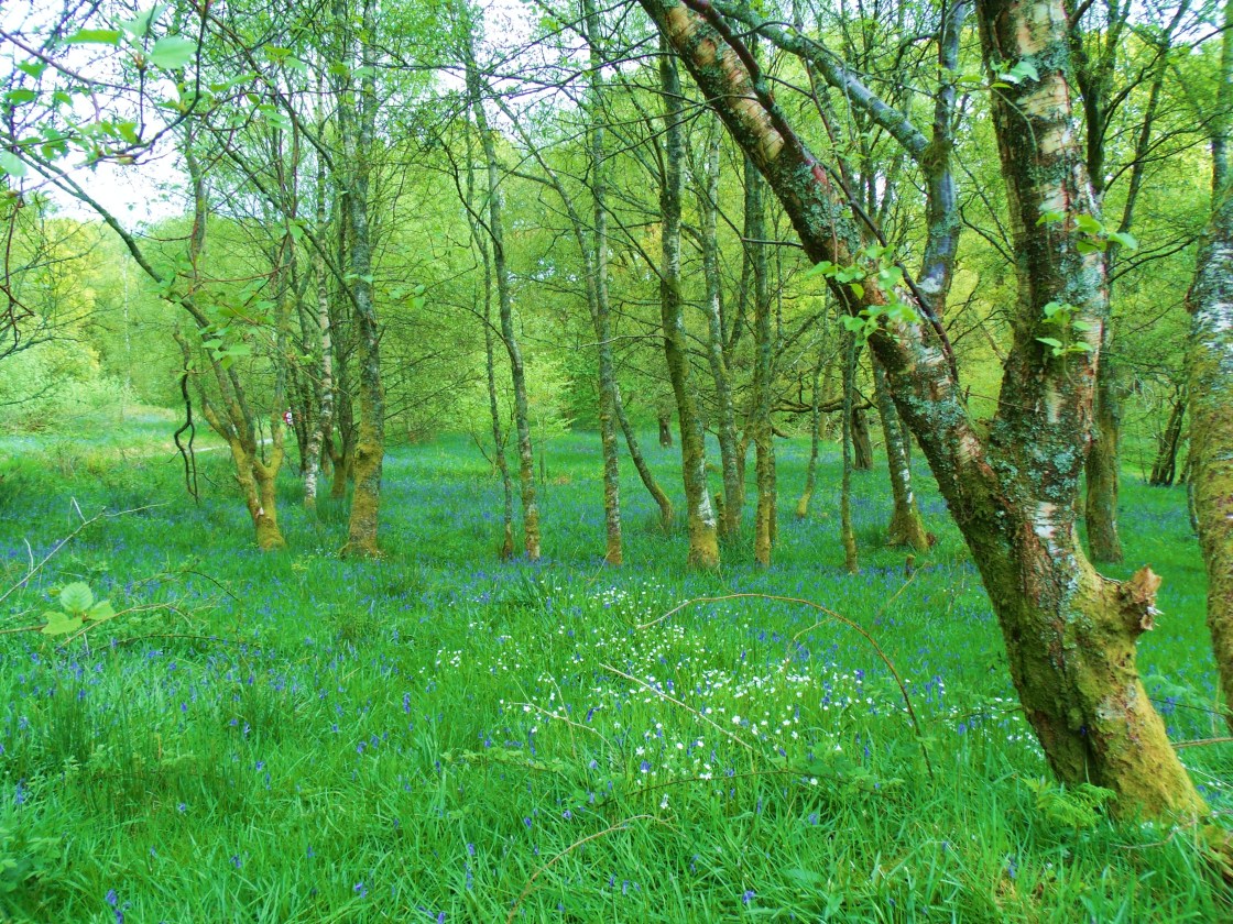 GEDSC DIGITAL CAMERA