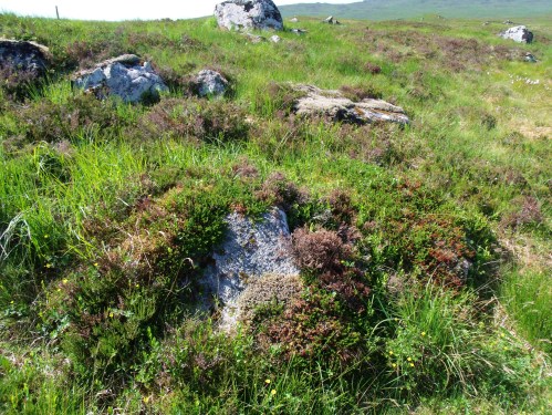 Rocks And Flora On Rannoch Moor