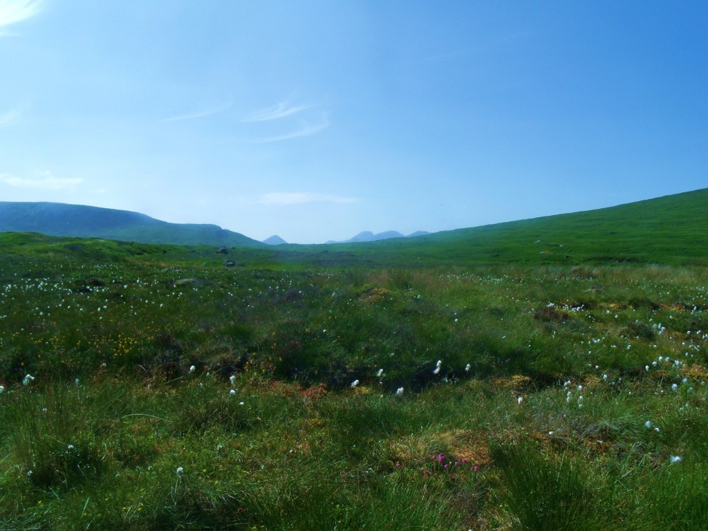 Bog Cotton On Rannoch Moor GEDSC DIGITAL CAMERA
