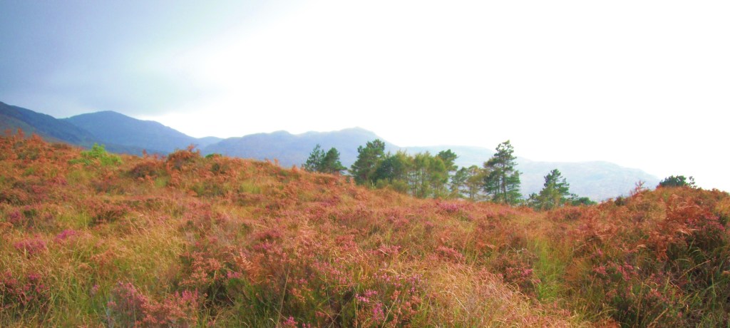 The Road To The Otter Hide