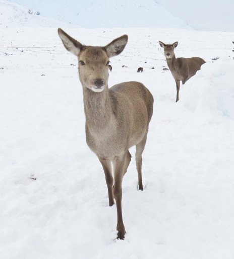 Deer on Rannoch Moor 