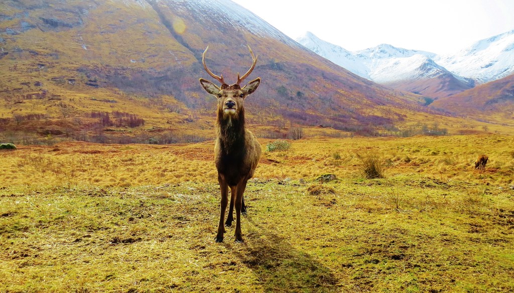 stag in glen etive