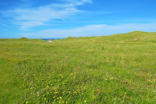 Wildflowers on the way to the beach