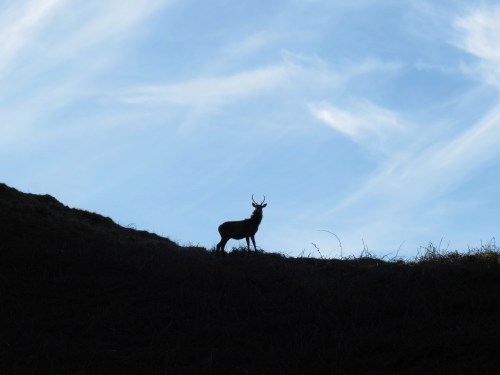 Stag in sillhouette on Jura