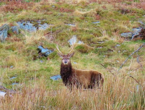 Stag on Jura