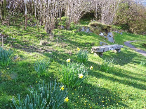 Stone bench and daffodils