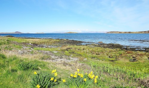 Wild daffodils on Jura