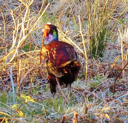 Pheasant on Jura