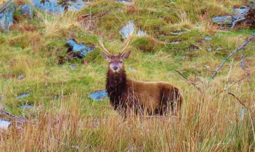 Stag on Jura