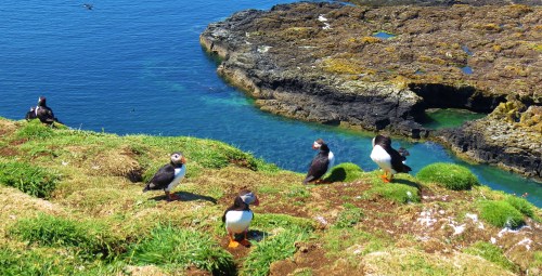 puffins 2