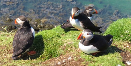 puffins 3