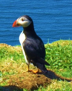 puffins 11