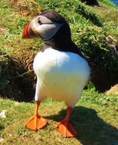 puffins 5