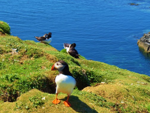 puffins 6