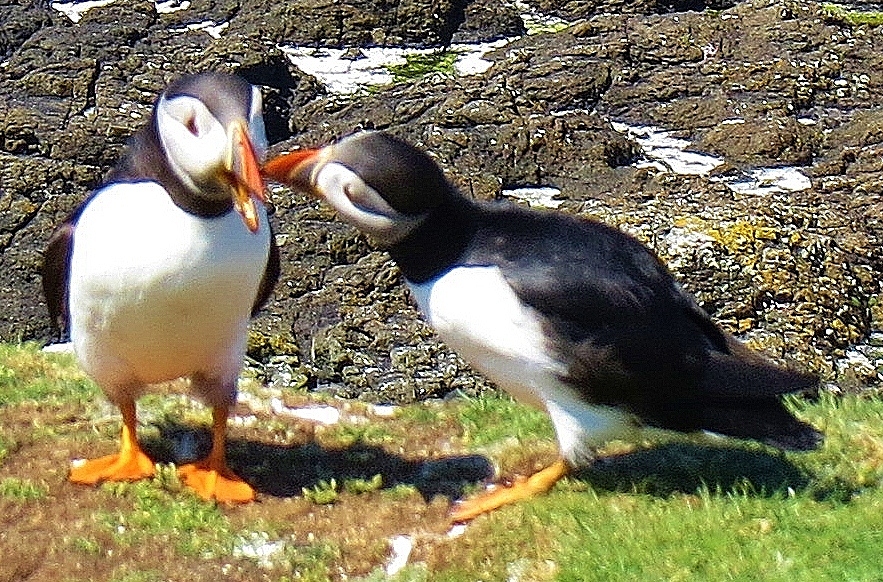 puffins 7