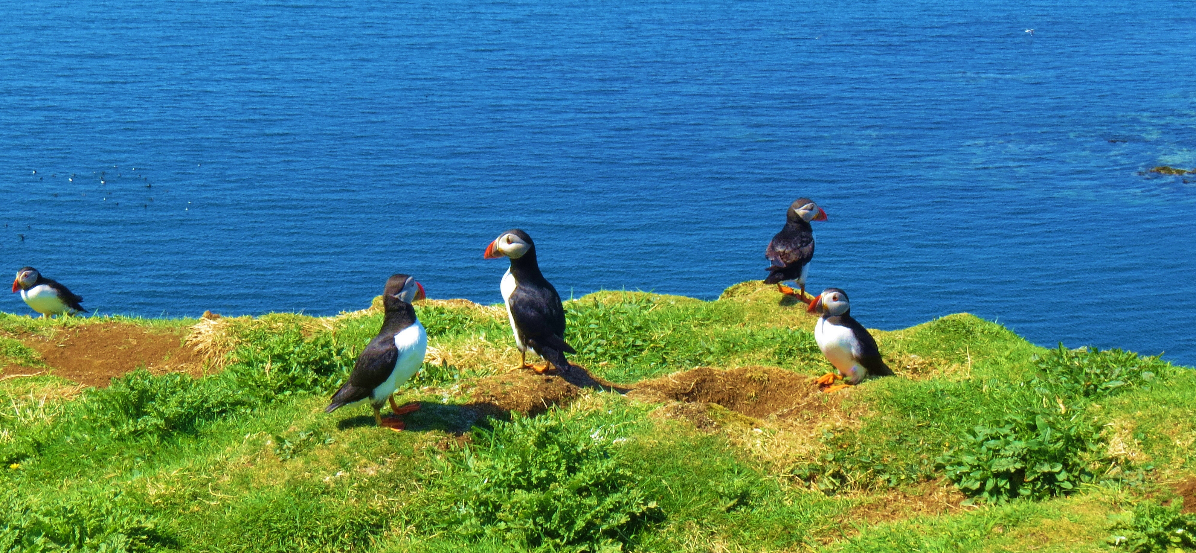 puffins 9