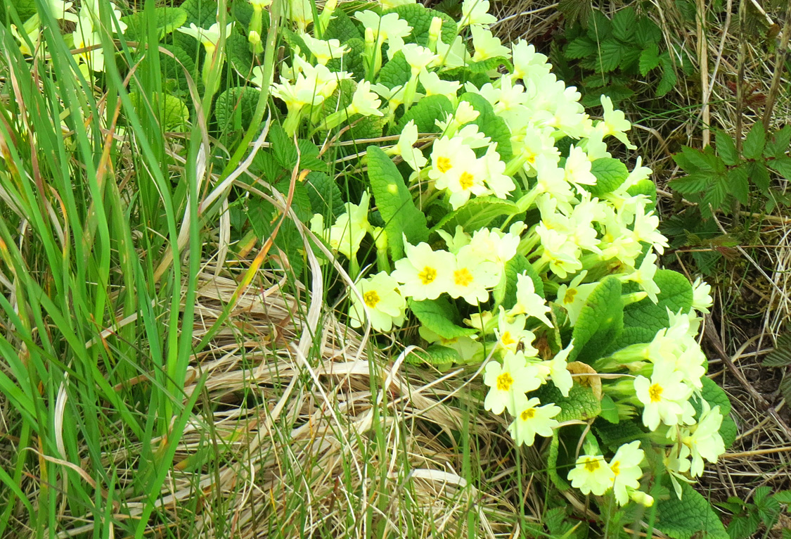 primroses 2